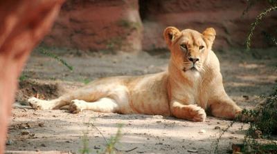 lions_0208_medres.jpg