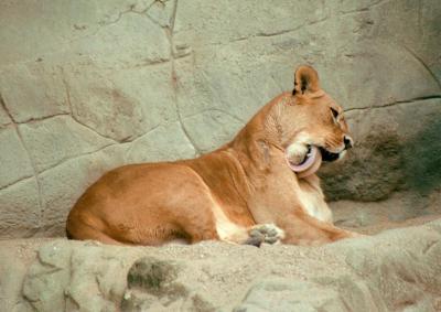 lions_0209_medres.jpg