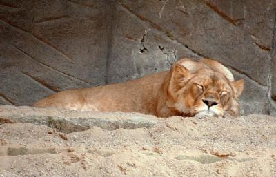 lions_0210_medres.jpg