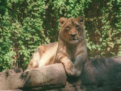 lions_0212_medres.jpg