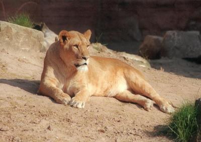 lions_0214_medres.jpg