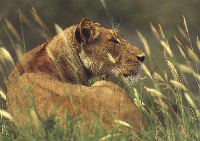 lions_0215_medres.jpg