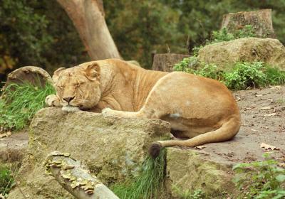 lions_0219_medres.jpg