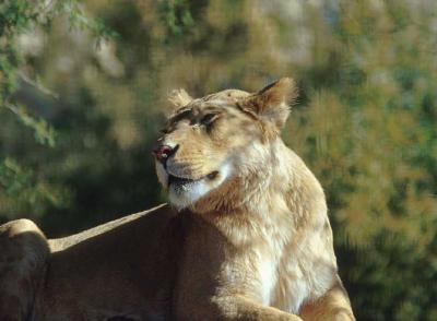 lions_0220_medres.jpg