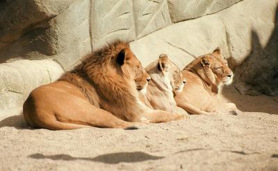 lions_0222_medres.jpg