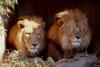 lions_0223_medres_t1.jpg