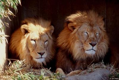 lions_0223_medres.jpg