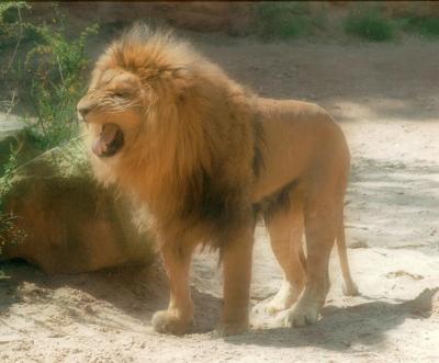 lions_0224_medres.jpg