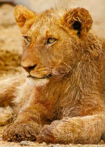 lions_0226_medres.jpg