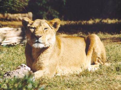 lions_0228_medres.jpg