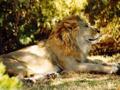 lions_0230_medres.jpg