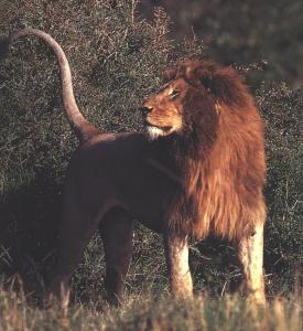 lions_0232_medres.jpg