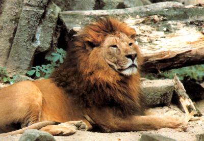 lions_0243_medres.jpg