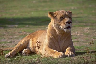 lions_0250_medres.jpg