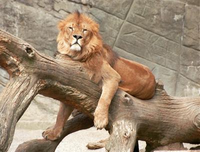 lions_0254_medres.jpg