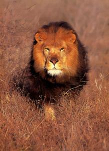 lions_0256_medres.jpg