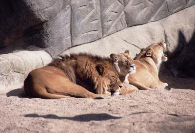 lions_0257_medres.jpg