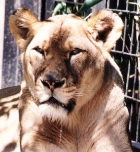 lions_0258_medres.jpg