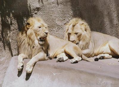 lions_0264_medres.jpg