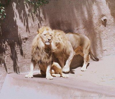 lions_0265_medres.jpg