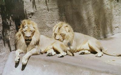 lions_0266_medres.jpg