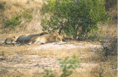 lions_0268_medres.jpg