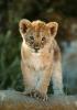 lions_0269_medres_t1.jpg