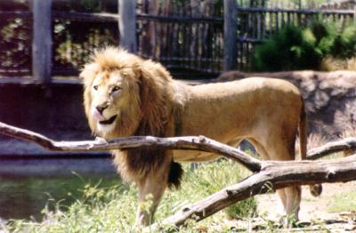 lions_0271_medres.jpg