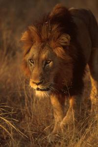 lions_0273_medres.jpg