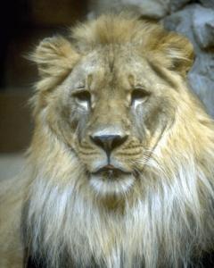 lions_0278_medres.jpg