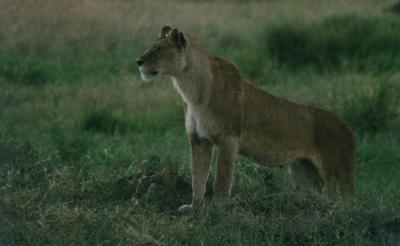 lions_0279_medres.jpg