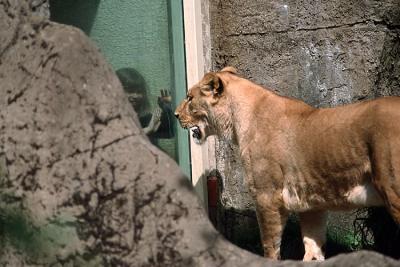 lions_0282_medres.jpg