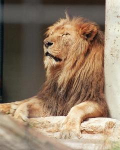 lions_0285_medres.jpg