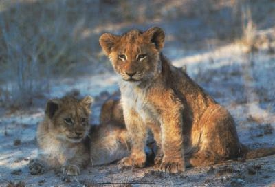 lions_0290_medres.jpg