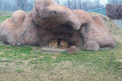 lions_0295_medres.jpg