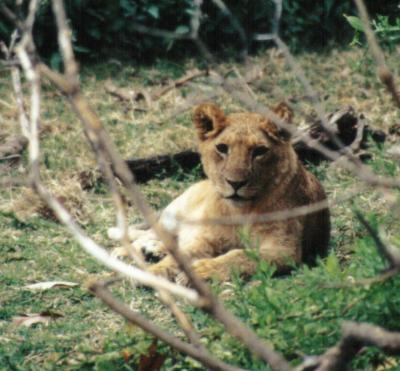 lions_0302_medres.jpg