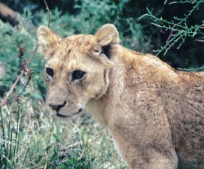 lions_0304_medres.jpg