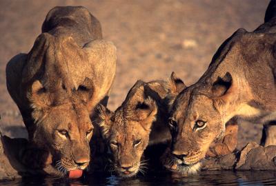 lions_0308_medres.jpg