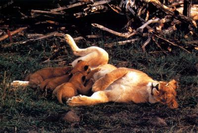 lions_0310_medres.jpg