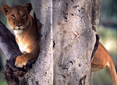 lions_0314_medres.jpg