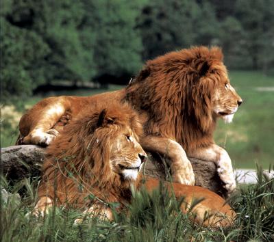 lions_0316_medres.jpg