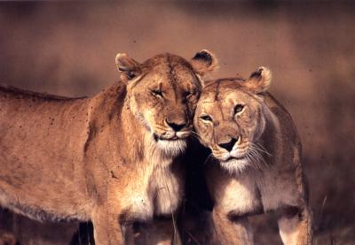 lions_0321_medres.jpg