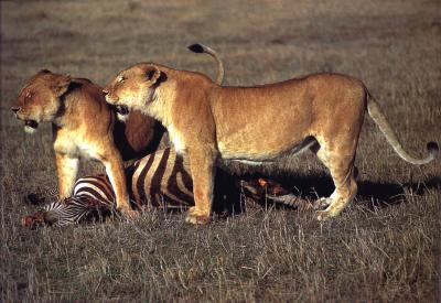 lions_0330_medres.jpg