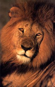 lions_0335_medres.jpg