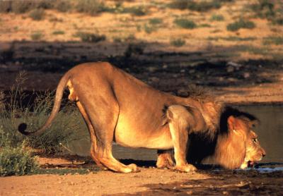 lions_0336_medres.jpg