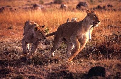 lions_0338_medres.jpg