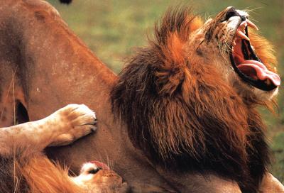 lions_0339_medres.jpg