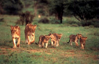 lions_0343_medres.jpg