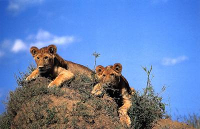 lions_0345_medres.jpg