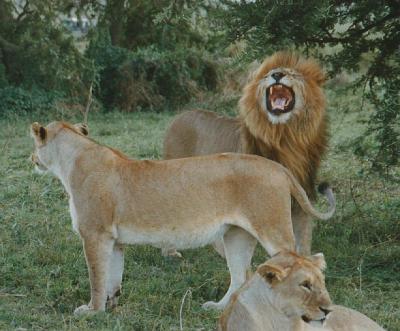 lions_0358_medres.jpg